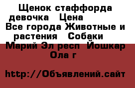 Щенок стаффорда девочка › Цена ­ 20 000 - Все города Животные и растения » Собаки   . Марий Эл респ.,Йошкар-Ола г.